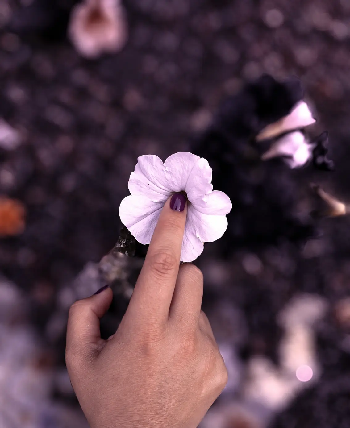 Main de Mademoiselle Mady touchant délicatement une fleur lavande